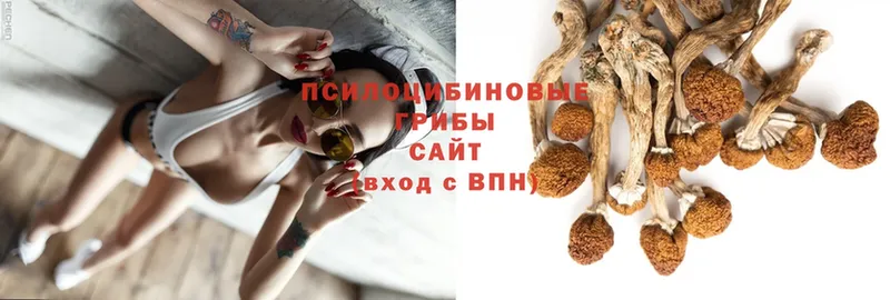 что такое   Пучеж  Псилоцибиновые грибы Magic Shrooms 